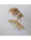 6 sztuk naturalne suszone trawy pampasowej duże suszone kwiaty z wazon plastikowy Phragmites ślubne bukiety kwiatowe bukiet na w