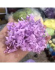 3 g/partia wysokiej jakości naturalne świeże zakonserwowane kwiaty suszone hortensja głowy dla DIY prawdziwe życie wieczne kwiat