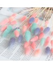 20 sztuk/partia suszone naturalne kwiaty prawdziwy królik ogon trawa sztuczny bukiet kwiatów różowy romantyczny ślub kwiaty deko