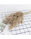 20 sztuk suszonych roślin pampas trawa naturalne phragmites communis ślubny kwiat bukiet surowy kolor