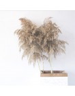 20 sztuk suszonych roślin pampas trawa naturalne phragmites communis ślubny kwiat bukiet surowy kolor