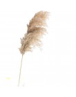 20 sztuk suszonych roślin pampas trawa naturalne phragmites communis ślubny kwiat bukiet surowy kolor