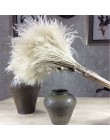 30 sztuk Pampas trawa małe naturalne suszone Phragmites Communis trzciny kwiat wystrój ogrodu naturalne prawdziwe pszenicy ślub 