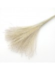 30 sztuk Pampas trawa małe naturalne suszone Phragmites Communis trzciny kwiat wystrój ogrodu naturalne prawdziwe pszenicy ślub 