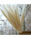 30 sztuk Pampas trawa małe naturalne suszone Phragmites Communis trzciny kwiat wystrój ogrodu naturalne prawdziwe pszenicy ślub 