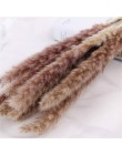 30 sztuk Pampas trawa małe naturalne suszone Phragmites Communis trzciny kwiat wystrój ogrodu naturalne prawdziwe pszenicy ślub 