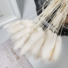 30 sztuk Pampas trawa małe naturalne suszone Phragmites Communis trzciny kwiat wystrój ogrodu naturalne prawdziwe pszenicy ślub 