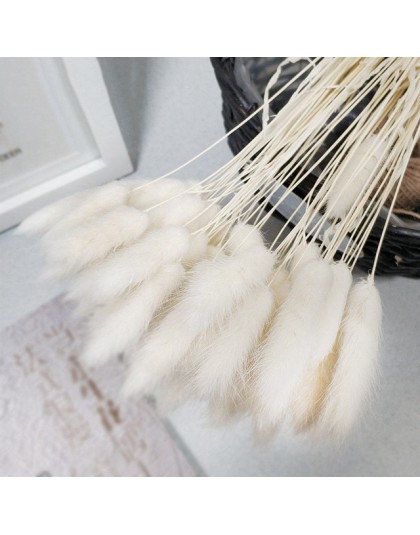 30 sztuk Pampas trawa małe naturalne suszone Phragmites Communis trzciny kwiat wystrój ogrodu naturalne prawdziwe pszenicy ślub 