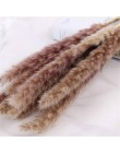 30 sztuk Pampas trawa małe naturalne suszone Phragmites Communis trzciny kwiat wystrój ogrodu naturalne prawdziwe pszenicy ślub 