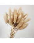 30 sztuk Pampas trawa małe naturalne suszone Phragmites Communis trzciny kwiat wystrój ogrodu naturalne prawdziwe pszenicy ślub 