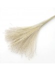 30 sztuk Pampas trawa małe naturalne suszone Phragmites Communis trzciny kwiat wystrój ogrodu naturalne prawdziwe pszenicy ślub 