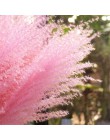 30 sztuk Pampas trawa małe naturalne suszone Phragmites Communis trzciny kwiat wystrój ogrodu naturalne prawdziwe pszenicy ślub 