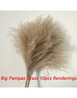 30 sztuk Pampas trawa małe naturalne suszone Phragmites Communis trzciny kwiat wystrój ogrodu naturalne prawdziwe pszenicy ślub 