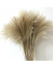 30 sztuk Pampas trawa małe naturalne suszone Phragmites Communis trzciny kwiat wystrój ogrodu naturalne prawdziwe pszenicy ślub 