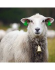 1 sztuk krowa koń owca wypas miedzi dzwony duże zagęszczony bydło owce antyczne dzwony zwierząt zapobiec utracie dzwony ze stopu