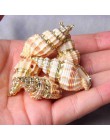 12 style 5 sztuk naturalne wisiorek z muszli szyszka Charms wisiorek naturalne na losowy dla majsterkowiczów naszyjniki biżuteri