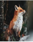 SDOYUNO Frame ręcznie malowany obrazek według numerów Light Fox Animals rysunek numerami nowoczesna ściana artystyczny obraz i k