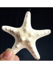 1 sztuk Mini rozgwiazda rzemiosło dekoracji naturalne morze śródziemne gwiazdy DIY plaża domek dla dzieci sypialnia wystrój salo