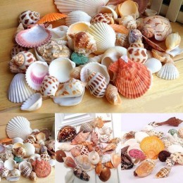30 sztuk/worek Mix akwarium plaża Nautical DIY muszle mieszane luzem około 100g muszla morze
