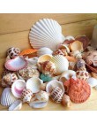 30 sztuk/worek Mix akwarium plaża Nautical DIY muszle mieszane luzem około 100g muszla morze