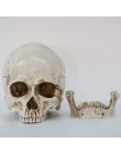 Rzeźby rzeźby żywica halloween do odmu Decor dekoracyjne rzemiosło czaszka rozmiar 1:1 Model życia replika medyczne wysokiej jak