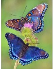 Huacan DIY diament malarstwo motyl i kwiat 5D pełne kwadratowe kryształki diament haft mozaika ściegu Home Decor