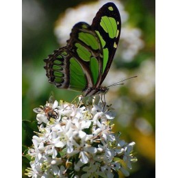 HUACAN 5D DIY pełny kwadratowy obraz zwierzęcia haft diamentowy motyl mozaika diamentowa ozdoba haftowana fotografia do domu z R