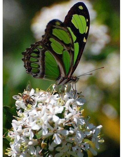 HUACAN 5D DIY pełny kwadratowy obraz zwierzęcia haft diamentowy motyl mozaika diamentowa ozdoba haftowana fotografia do domu z R