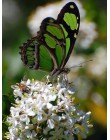 HUACAN 5D DIY pełny kwadratowy obraz zwierzęcia haft diamentowy motyl mozaika diamentowa ozdoba haftowana fotografia do domu z R