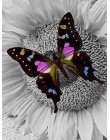 HUACAN 5D DIY pełny kwadratowy obraz zwierzęcia haft diamentowy motyl mozaika diamentowa ozdoba haftowana fotografia do domu z R