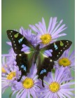 HUACAN 5D DIY pełny kwadratowy obraz zwierzęcia haft diamentowy motyl mozaika diamentowa ozdoba haftowana fotografia do domu z R