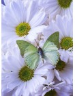 HUACAN 5D DIY pełny kwadratowy obraz zwierzęcia haft diamentowy motyl mozaika diamentowa ozdoba haftowana fotografia do domu z R
